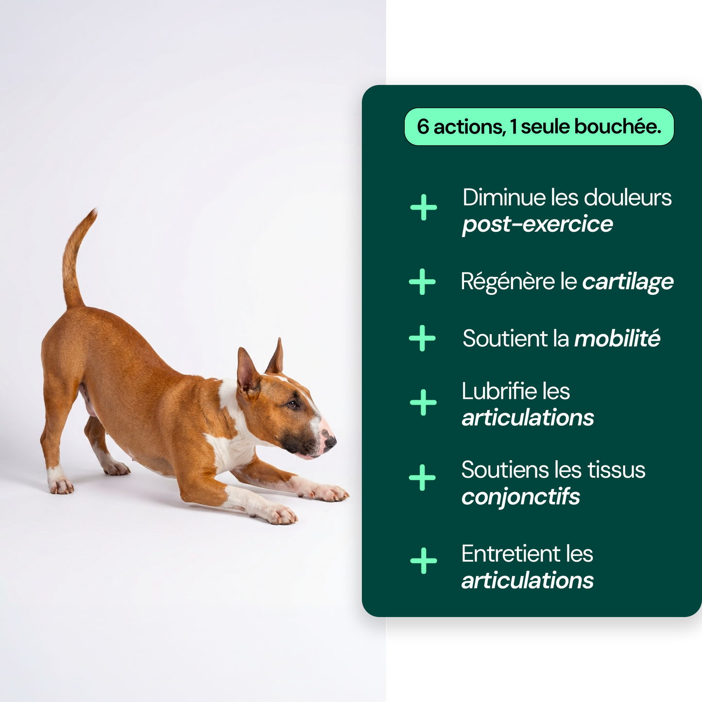 Complément Articulations
